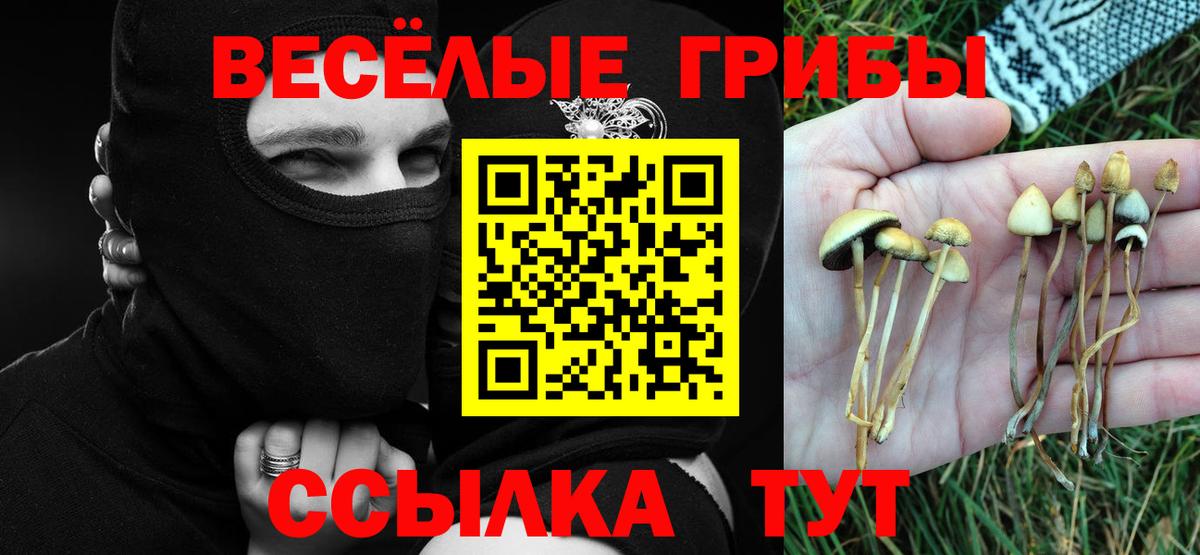 Благовещенск  Псилоцибиновые грибы Cubensis  Вход с VPN 